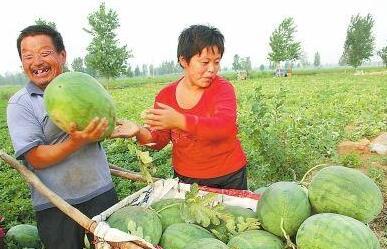 唯美村鄂州吃瓜,瓜果飘香，共享田园生活画卷