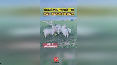 吃瓜山羊,揭秘娱乐圈的幕后故事