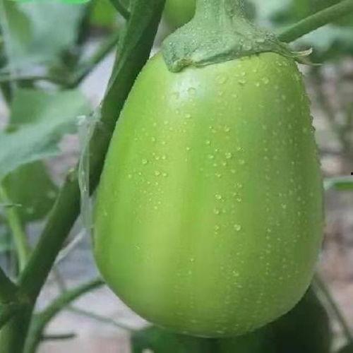 河南订婚吃瓜,一场别开生面的吃瓜盛宴