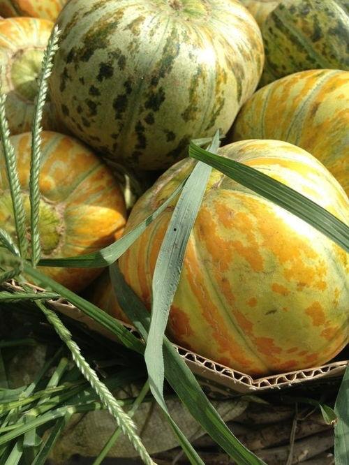 瓜摊儿吃瓜,夏日消暑的街头风情