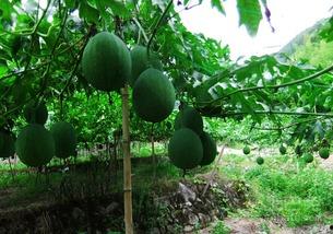 吊瓜的籽可以吃,美味与营养的双重享受