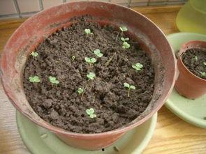 佛手瓜切了一半可以吃吗,揭秘健康美味新吃法