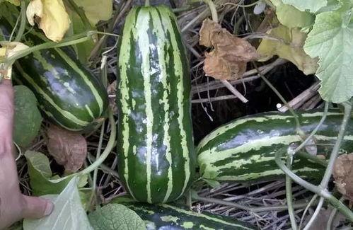 吃瓜都不甜的年代