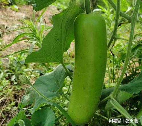 瓠子瓜鸡蛋怎么吃,瓠子瓜鸡蛋的多样美味烹饪法