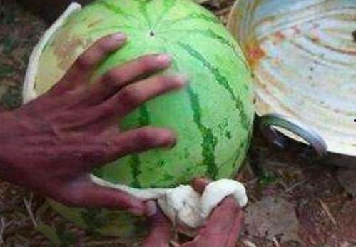 印度吃瓜后续,揭秘背后真相与影响