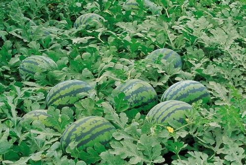 吃瓜淮南师范,揭秘淮南师范的校园风云