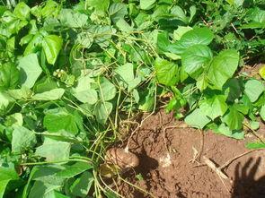 土瓜术后可以吃吗,适宜与禁忌一览