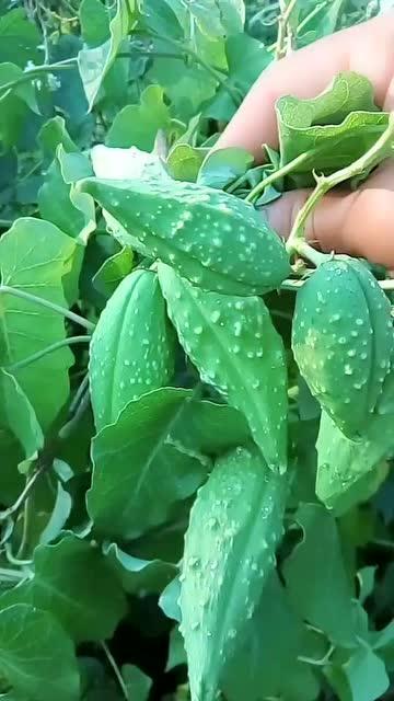 峰子吃瓜,揭秘娱乐圈背后的那些事儿