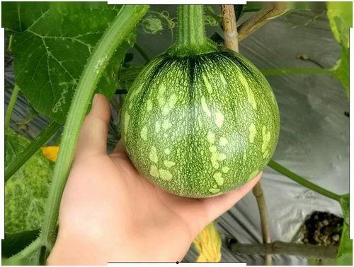 广东粤西吃瓜视频,一场视觉与味蕾的吃瓜盛宴