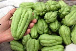 哪些动物吃佛手瓜,哪些动物钟爱这一美味瓜果