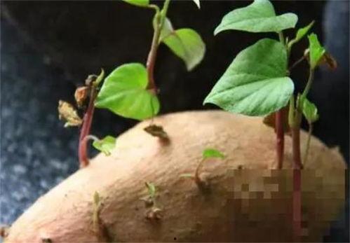 长芽土瓜可以吃吗,可食用植物的探索之旅