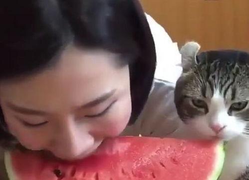 吃瓜神猫