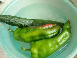 鸡吃的瓜种子,探寻生态农业新篇章