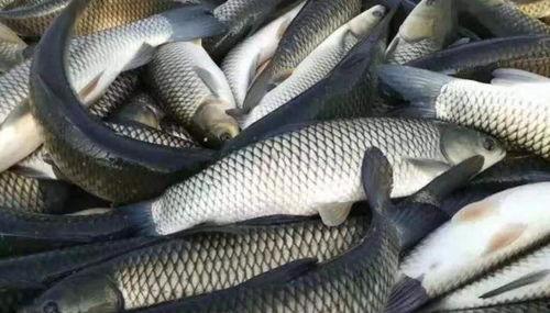 草鱼吃葵瓜叶子,探索绿色养殖新奥秘