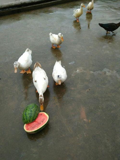 吃瓜鸭视频全集,揭秘娱乐圈幕后真相