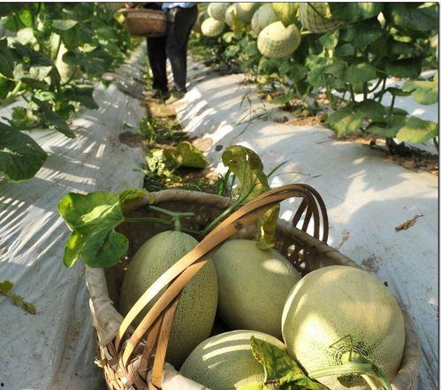 吃瓜网红江苏,带你领略网络风云变幻