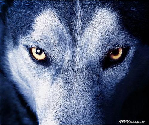 上海吃瓜狼尼克,揭秘都市美食探险记