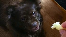 吃瓜的狗豆瓣,吃瓜狗视角下的豆瓣风云录