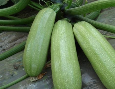 以前吃的瓜有什么好处,揭秘吃瓜的五大益处