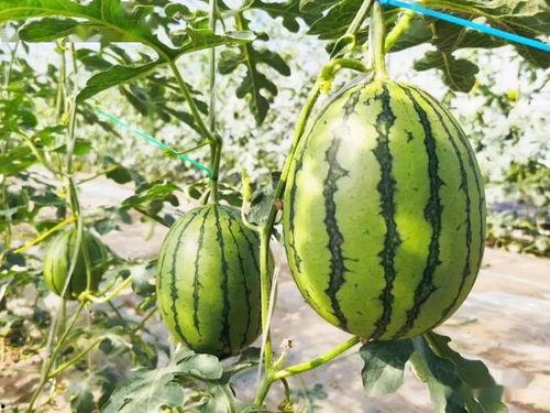 瓜甜吃瓜,探寻夏日消暑美食之旅