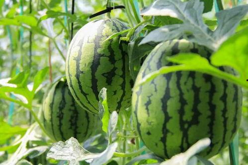 吃瓜群众吃草不吃瓜