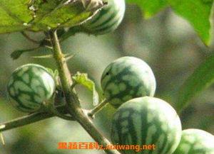 马泡瓜直接吃,清新口感，夏日解暑佳品