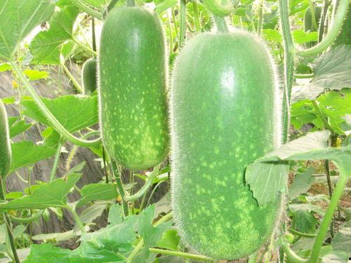 吃瓜无棣,揭秘当地特色美食与风土人情