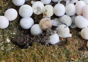 大壁虎吃瓜,大壁虎的夏日瓜果盛宴