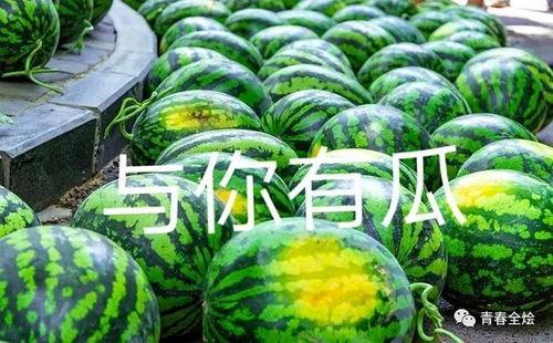 流水画吃瓜,一幕夏日悠闲时光