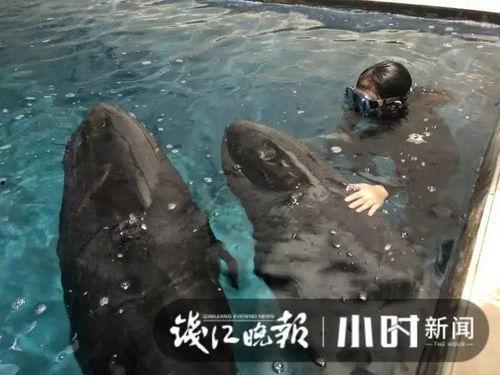 吃瓜的鲸鱼,揭秘海洋中的趣味生活