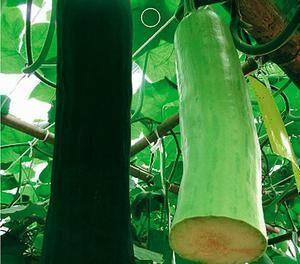 可以直接吃的瓜蔬菜