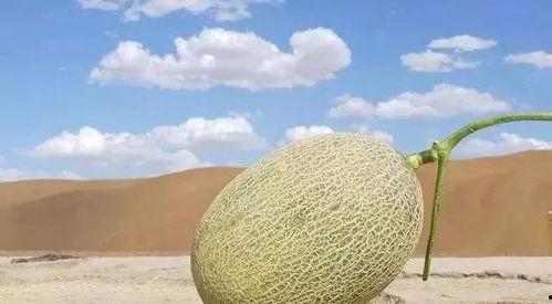 新疆吃哈密瓜歌曲,哈密瓜之歌，甜蜜旋律中的瓜果传奇