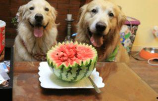 狗可以吃矮瓜吗,矮瓜是否适合宠物食用？