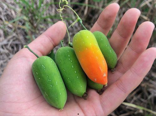 老鼠豆瓜怎么吃,探索美味与营养的完美结合