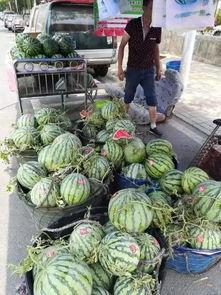 固原西吉吃瓜事件,一场网络热议背后的真相探寻