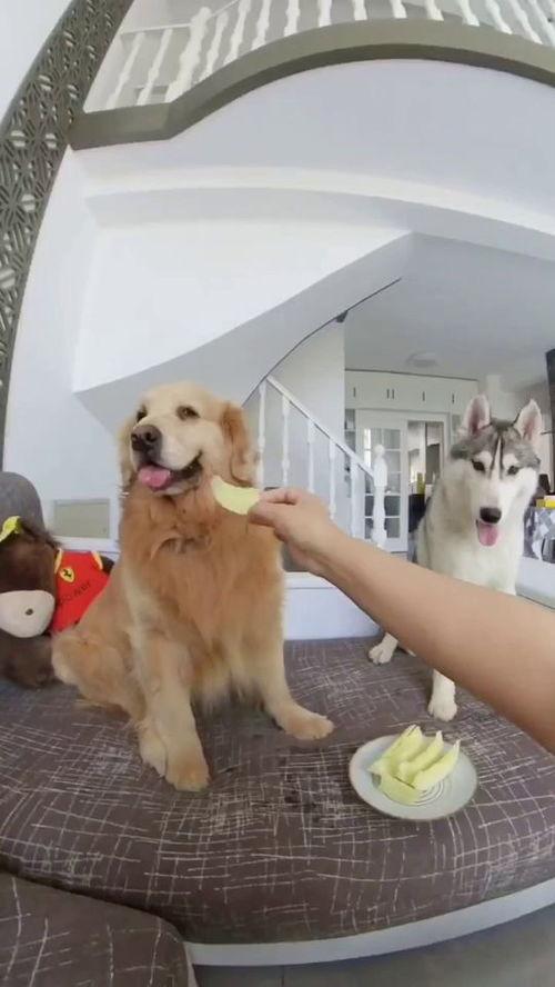 狗子和男子吃瓜,温馨瞬间定格