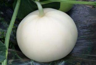 胃胀可以吃梨瓜不,天然食疗新选择”