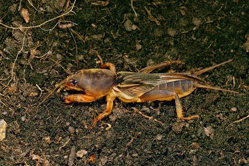 瓜哥吃瓜蛐蛐也疯狂,一场别开生面的夏日盛宴